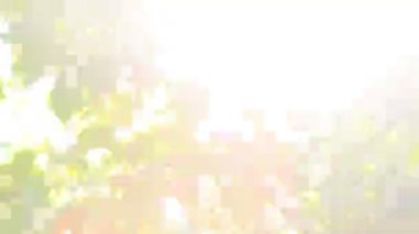 yaprakları ile güneş ışığı
