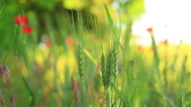 Buğday kulakları yakın plan.