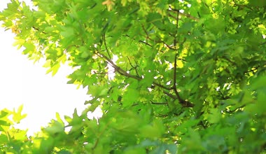 yaprakları ile güneş ışığı