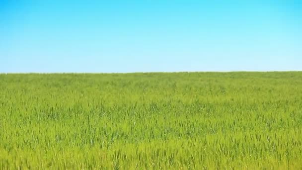 Trigo campo verde e céu azul — Vídeo de Stock