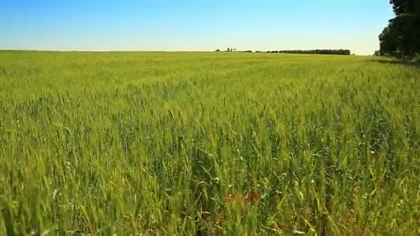 Campo de trigo — Vídeos de Stock