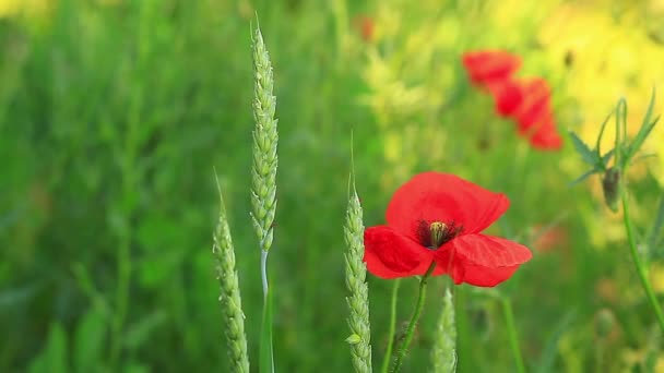 Poppies buğday — Stok video