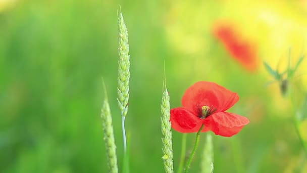 Poppies in wheat — Stock Video