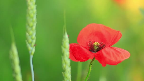 Amapolas en trigo — Vídeo de stock