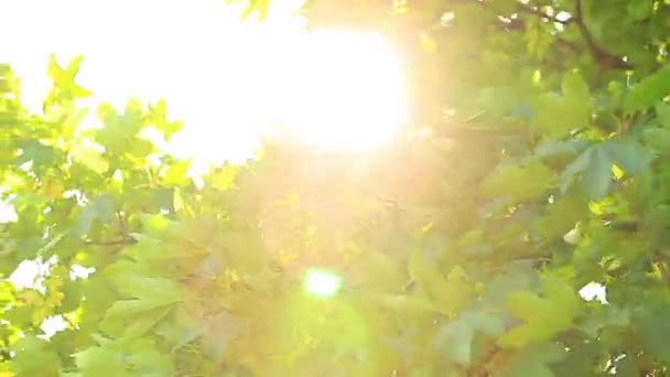 Luce del sole attraverso le foglie — Video Stock