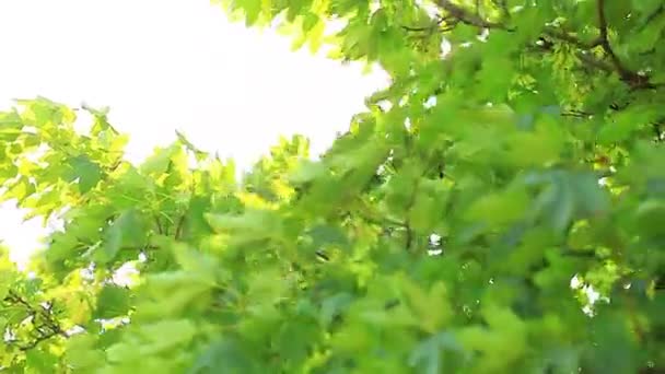 Slunečního záření přes listy — Stock video