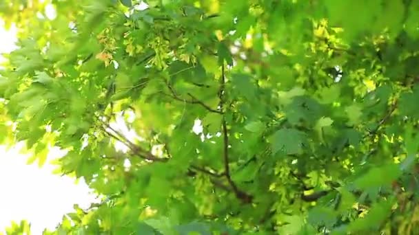 Luz solar através de folhas — Vídeo de Stock