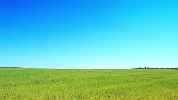 Campo verde y cielo azul — Vídeo de stock