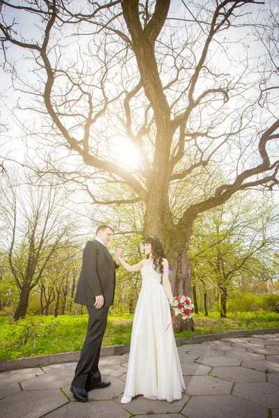 Matrimonio alberi da fiore — Foto Stock