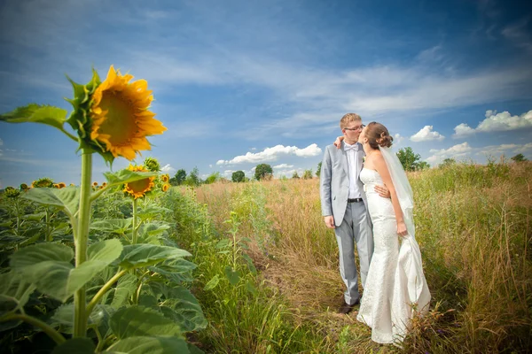 Bruden och brudgummen på solros fält — Stockfoto