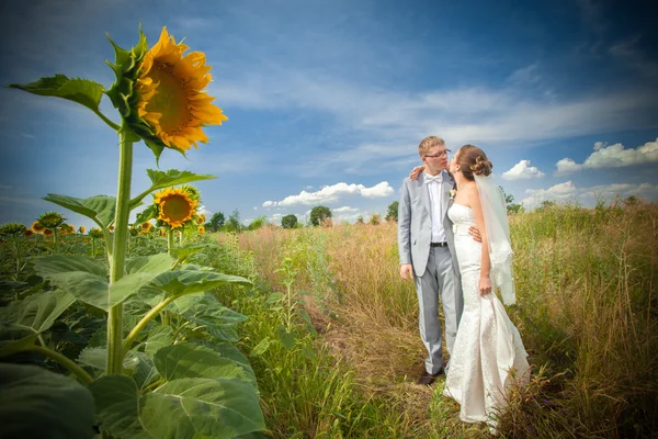 Wedding in sunflowers field — Stock Photo, Image
