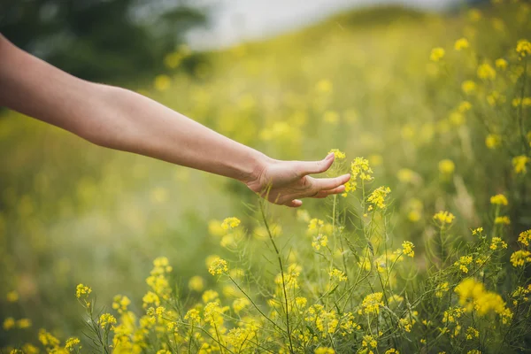 Main, femme, herbe, champ, nature — Photo