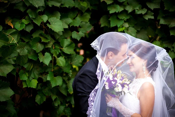 Bride and groom grapes — Stock Photo, Image