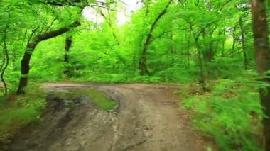 ormanda orman. ağaçlar arka plan. Yeşil doğa manzara. vahşi hayat