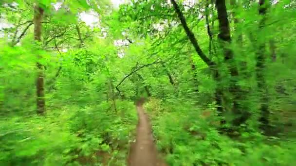 forêt de bois. arbres fond. paysage naturel vert. nature sauvage 