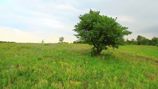 Camino de campo en un campo verde de hierbas perennes borde — Vídeos de Stock