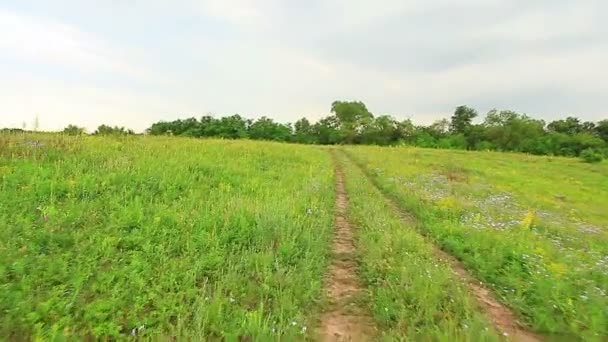 Camino de campo en un campo verde de hierbas perennes borde — Vídeo de stock