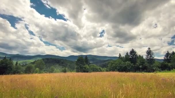 Grünes Feld und bewölkter Himmel im Zeitraffer — Stockvideo