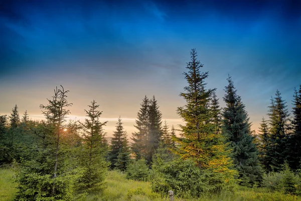 Zonsondergang in vuren bos — Stockfoto