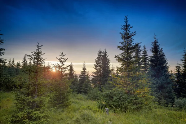 HDR západ slunce v lese — Stock fotografie