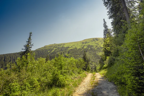 Wanderer auf dem Weg — Stockfoto