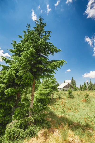 Épinette haute contre le ciel bleu dans les montagnes — Photo