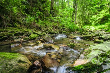 bir akış yakınındaki buzlu yeşil yosun