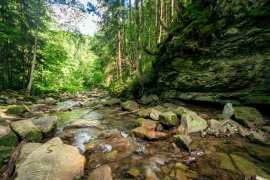 Moss orman yeşil yaz