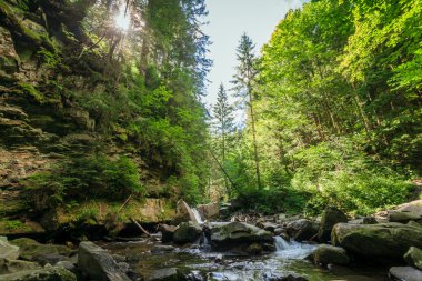 bir akış yakınındaki buzlu yeşil yosun