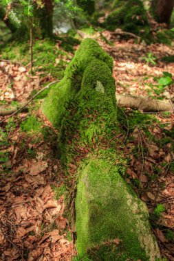 Moss orman yeşil yaz