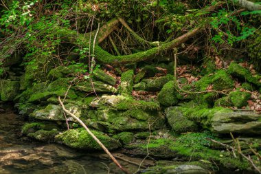 bir akış yakınındaki buzlu yeşil yosun