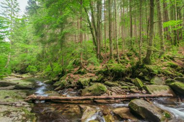 Nehrin üzerindeki demiryolu köprüsü