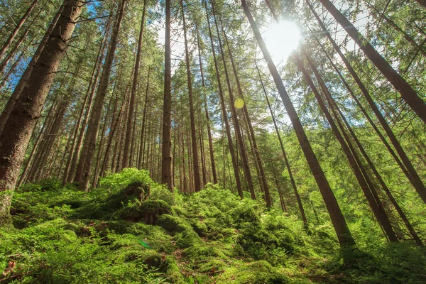 Όμορφο δάσος πράσινο — Φωτογραφία Αρχείου