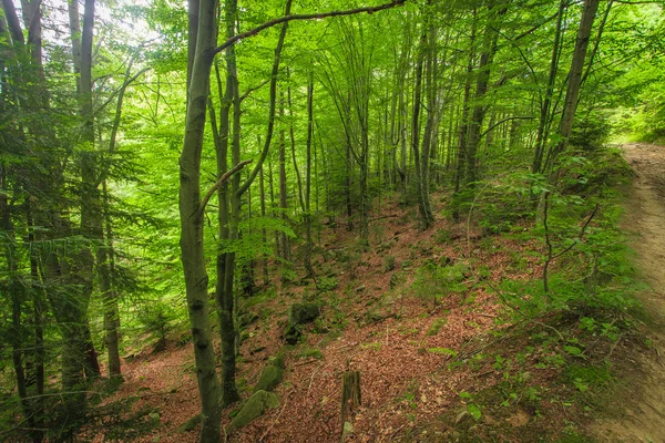 Stream in the forest — Stock Photo, Image