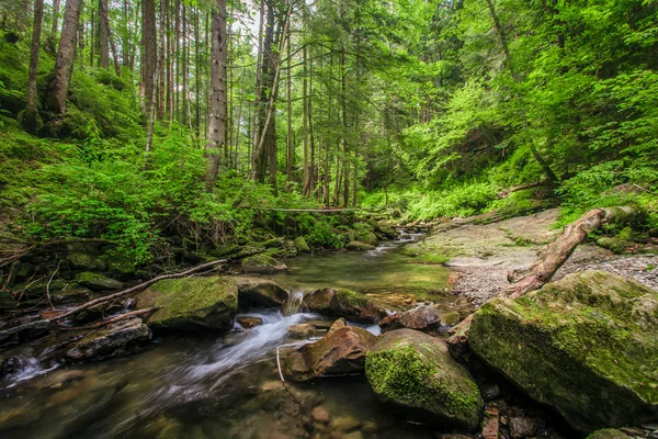 Muschio verde su rocce vicino a un ruscello — Foto Stock