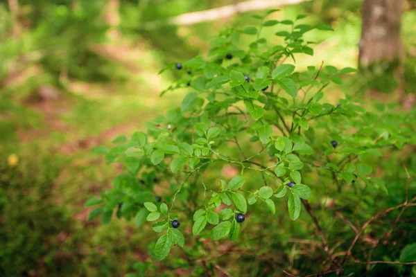 Blaubeeren im Wald — Stockfoto