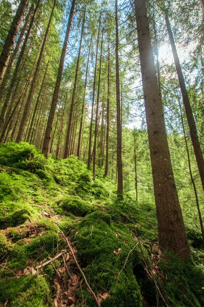 Green moss in a beautiful forest — Stock Photo, Image