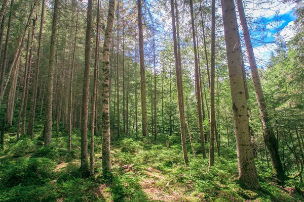 Blueberries in the forest — Stock Photo, Image