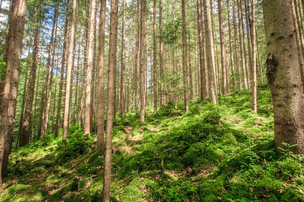 Muschio verde in una bellissima foresta — Foto Stock