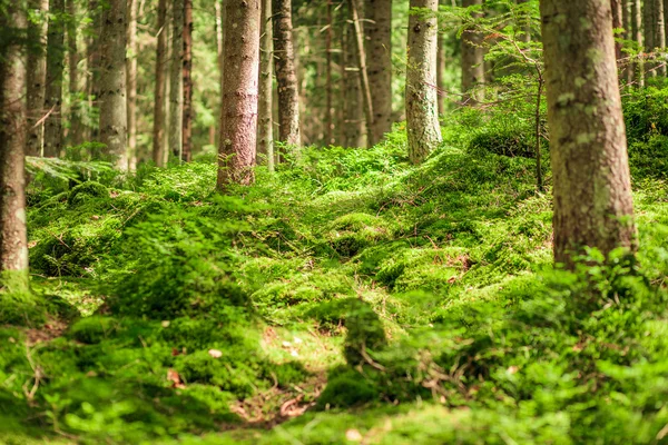 Mousse verte dans une belle forêt — Photo