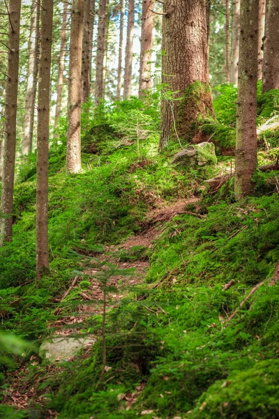 Green moss in a beautiful forest — Stock Photo, Image