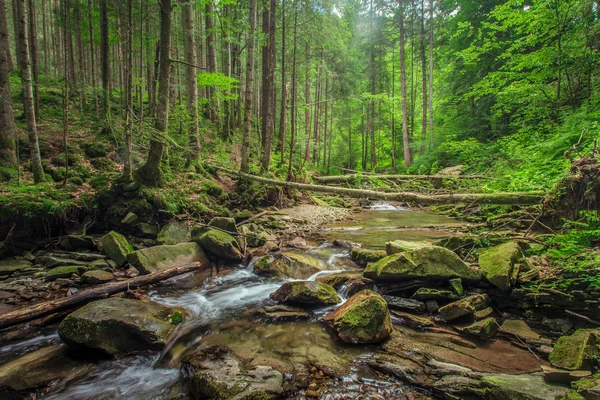 Córrego na floresta — Fotografia de Stock