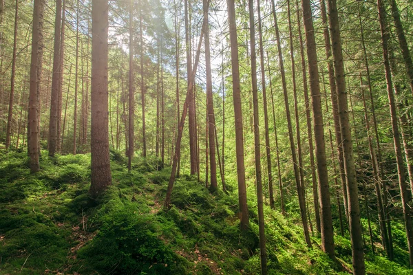 Green moss in a beautiful forest — Stock Photo, Image