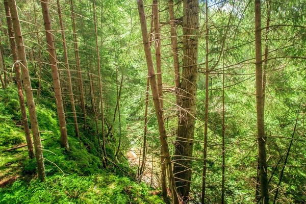 Muschio verde in una bellissima foresta — Foto Stock