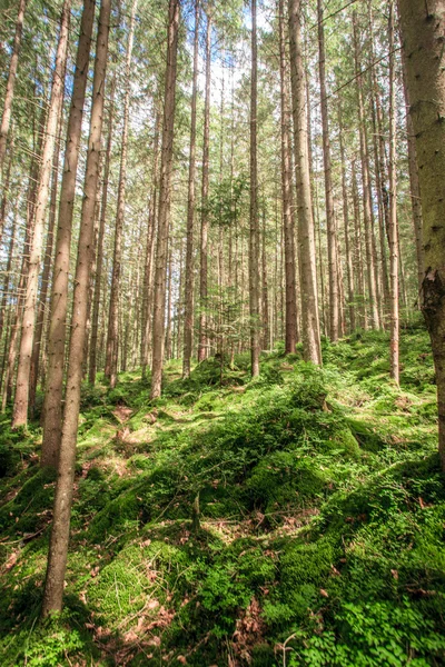 Bella foresta verde — Foto Stock