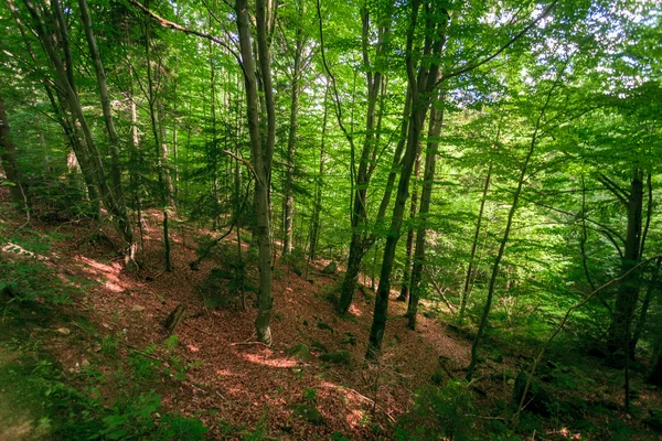 Beautiful forest green — Stock Photo, Image