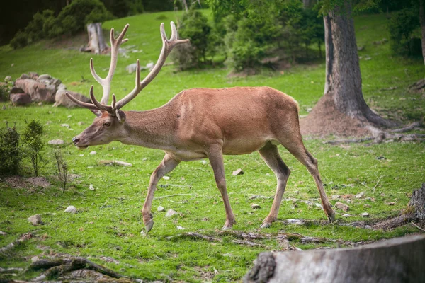 Buck i skogen — Stockfoto