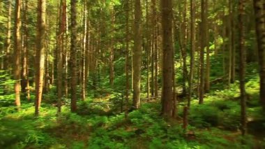 Panorama yaz ormandaki