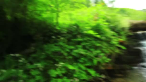 Ручей в лесу — стоковое видео