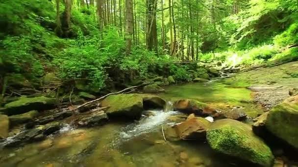 Pequeno rio de montanha — Vídeo de Stock